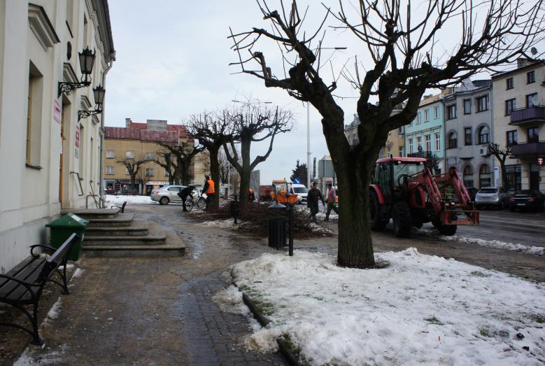 Przycinanie gałęzi drzew na Starym Rynku