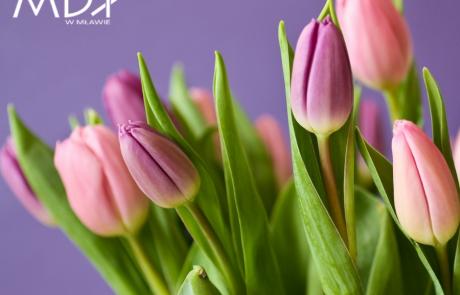 dzien-kobiet-tulipany.jpg 353