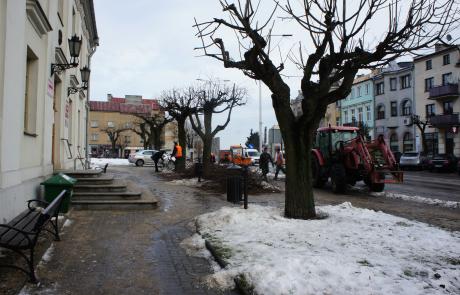 Przycinanie gałęzi drzew na Starym Rynku