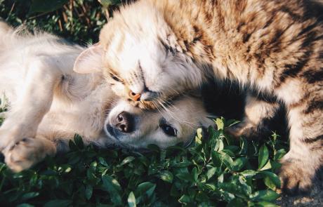 pies i kot/ żródło: pixabay