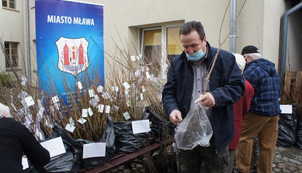 Mieszkańcy Mławy odbierają bezpłatne sadzonki drzew