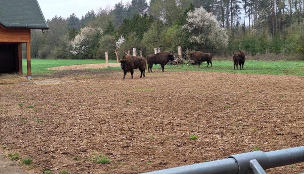 Szkoła Podstawowa nr 3 w Mławie – Szkołą Ekologicznie Zaangażowaną!