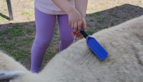 Wycieczka przedszkolaków z MPS 3 w mini zoo