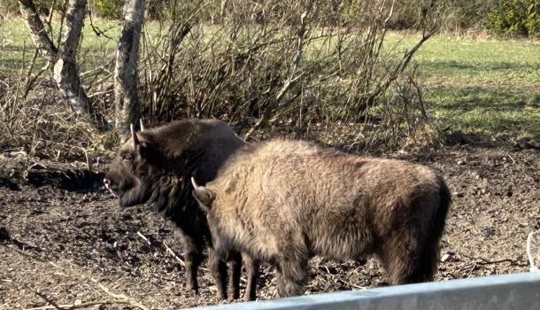 Wyjazd uczniów z klasy 2 d z SP nr 7 Mławską Kolejką Turystyczną do Zagrody Żubrów