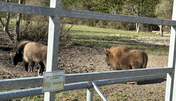 Wyjazd uczniów z klasy 2 d z SP nr 7 Mławską Kolejką Turystyczną do Zagrody Żubrów