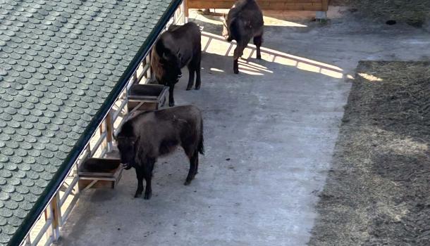Wyjazd uczniów z klasy 2 d z SP nr 7 Mławską Kolejką Turystyczną do Zagrody Żubrów